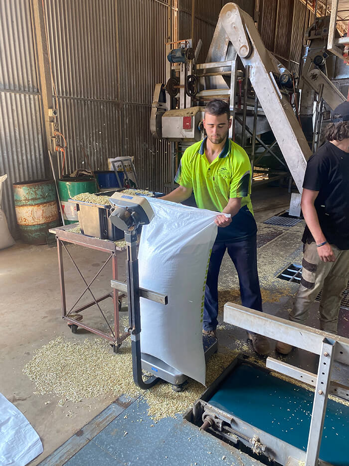 Weighing O'Driscoll Lucern Chaff bag after filling with premium Western Australian chaff.